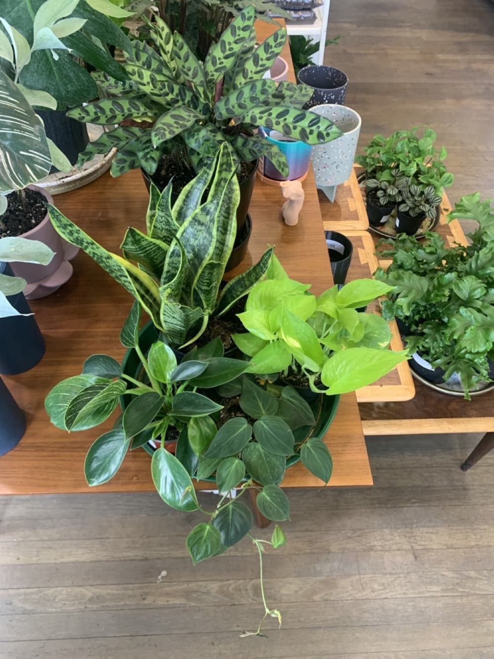 Cohen identified four easy plants for beginners: (clockwise from top) snake plant, neon pothos and two philodendron varieties. 