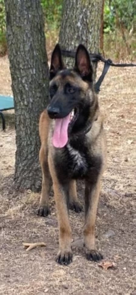 Kobe is the Tomball Police Department's new K-9. (Courtesy Jeff Bert)