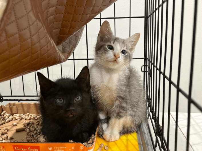 Austin Pets Alive to host Caturday at Domain Northside Aug. 20