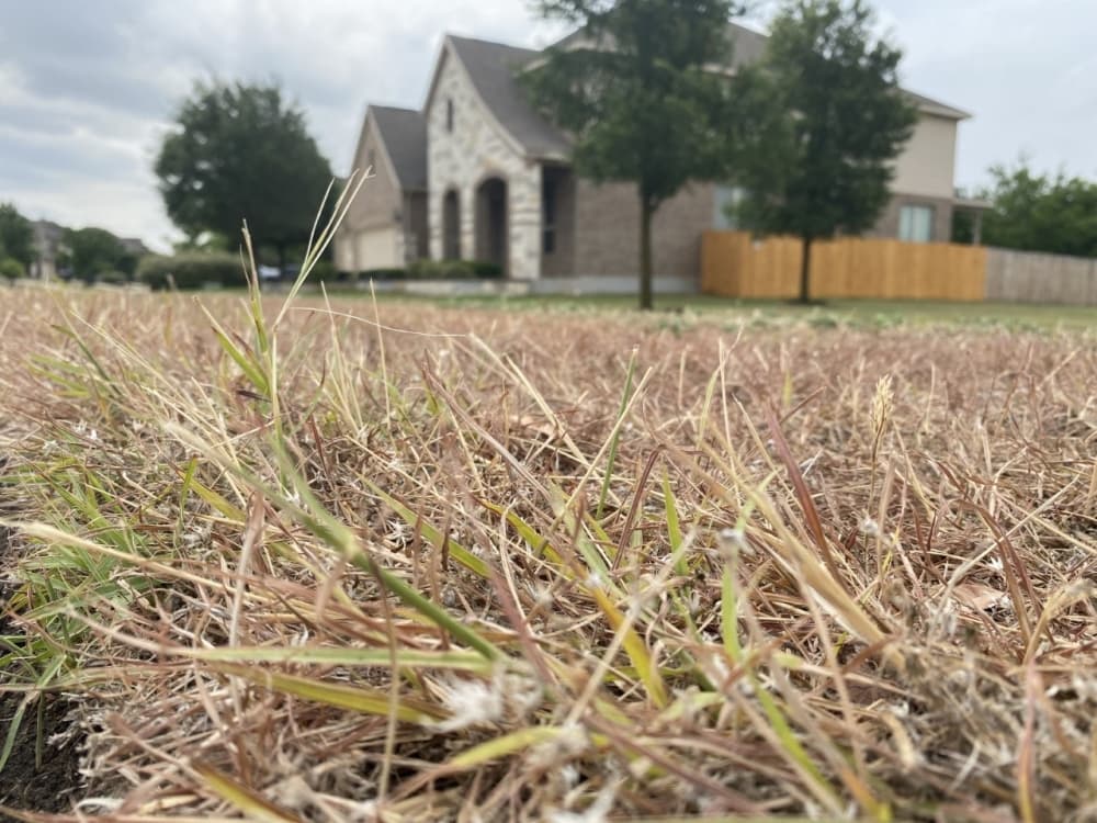 Emerald Lawns experts share 4 ways to save your lawn from drought damage