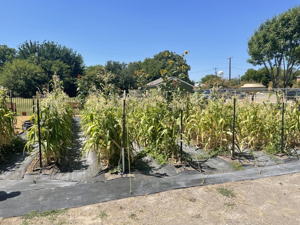 The garden is used for ingredients and a learning opportunity for life skills. (Christopher Goodwin/Community Impact Newspaper)