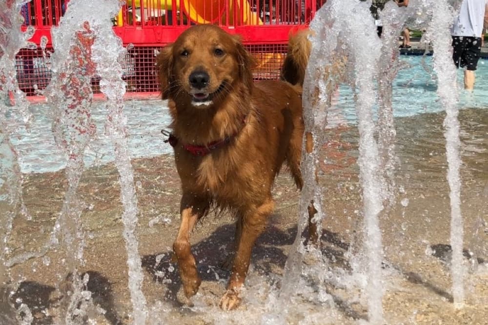 A jazz brunch, a doggie dunk and other events in Keller, Roanoke, Fort Worth and Trophy Club