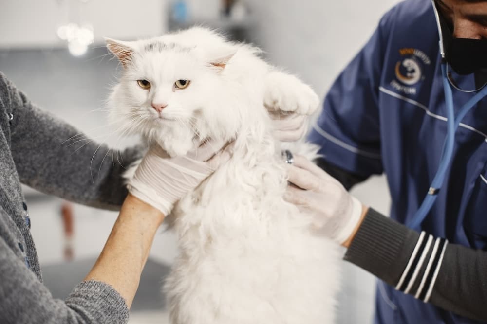 Riverwalk Pet Hospital & Resort now open in Grapevine