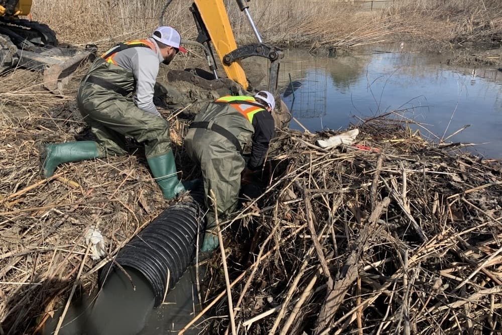 Frisco stormwater crew combats beaver dam buildup with ‘beaver deceiver’