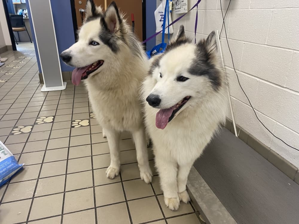 Georgetown Animal Shelter ceases all walk-in appointments