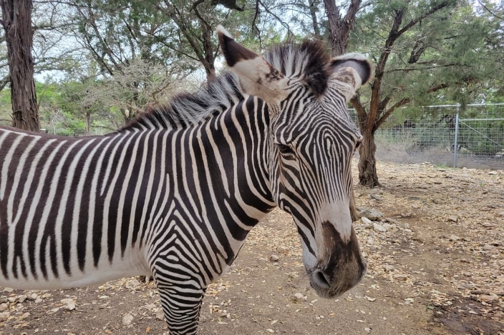 Extended heat wave sends Austin Zoo visitors, animals into hiding