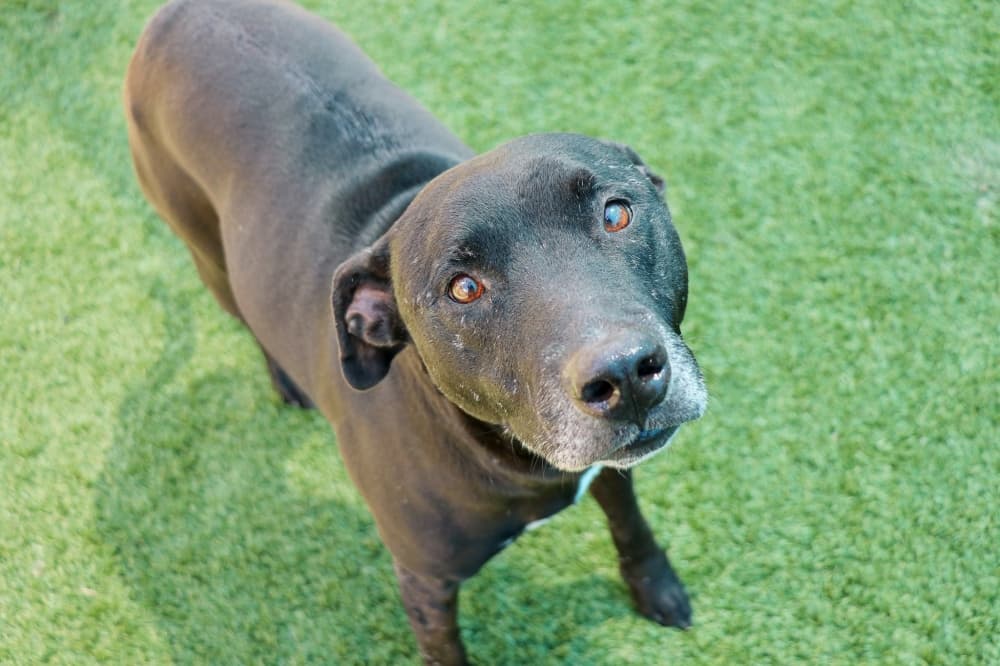 Online charity event looks to support Dallas Animal Services Department