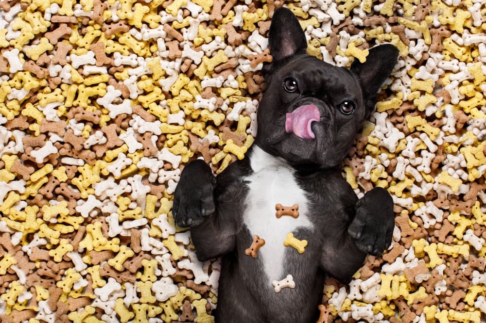The Canine Cookie Company to close in downtown McKinney