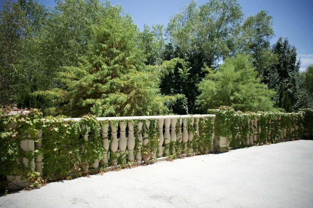 Montclair offers a greenery-covered balcony as the backdrop for photographs. 