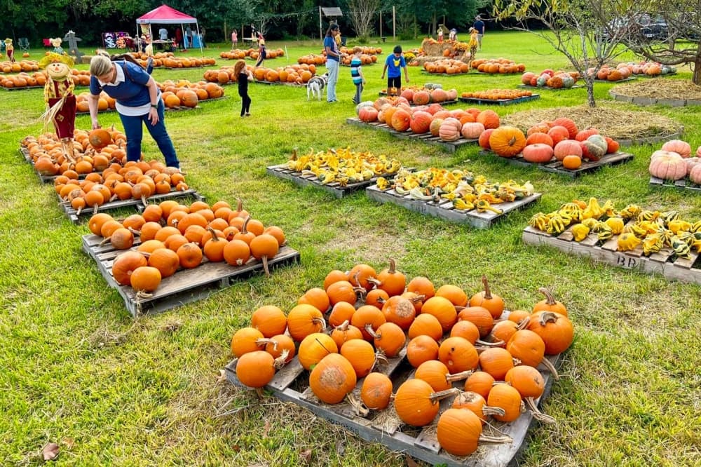 Ghost tours, pumpkin patches, craft fairs: 14 things to do this fall in Spring, Klein