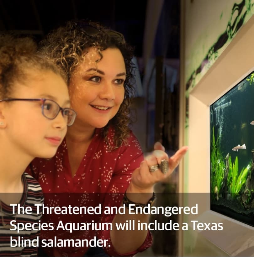 Endangered Species Aquarium: Visitors can view up close the Texas Blind Salamander and the Fountain Darter, endangered species protected by the Edwards Aquifer Habitat Conservation Plan. (Courtesy Edwards Aquifer Authority's Education Outreach Center)