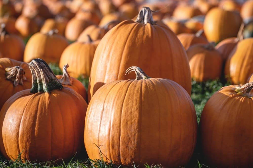 5 events to attend in Tomball, Magnolia this weekend, Sept. 23-25