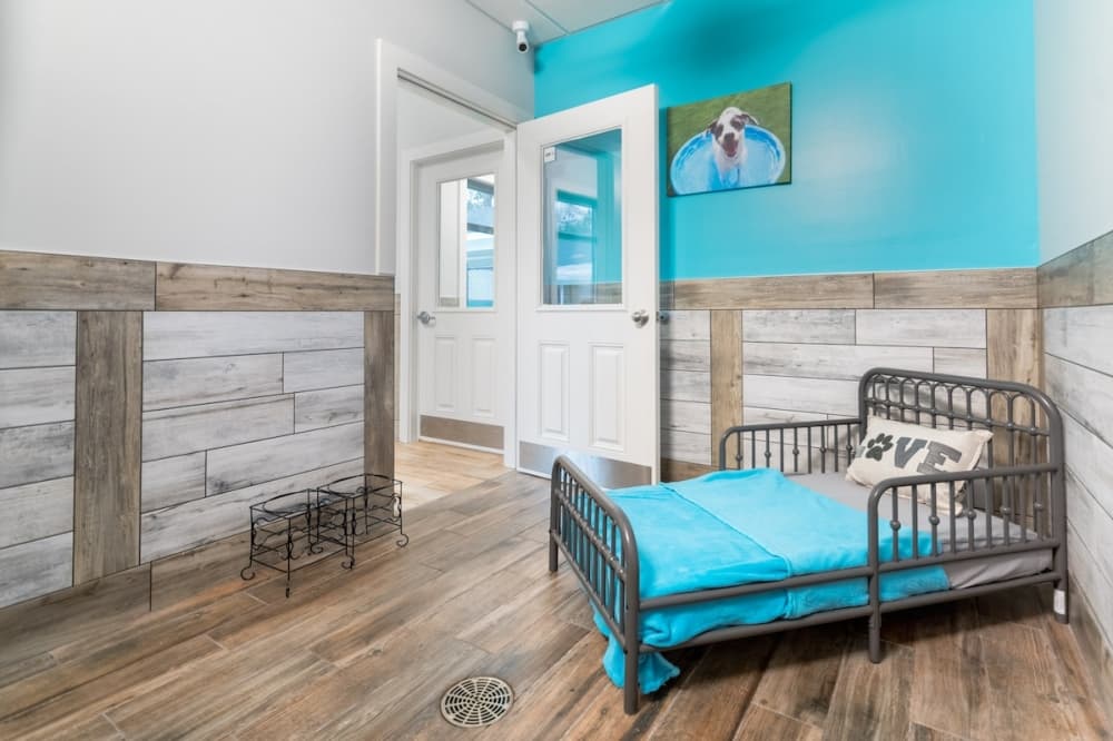 Pet Paradise offering resort-style treatment, veterinary care in Cedar Park