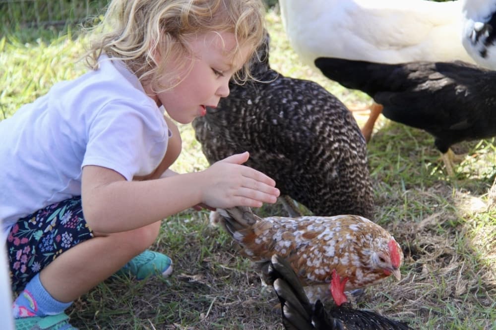 Toddler girl petting a chicken