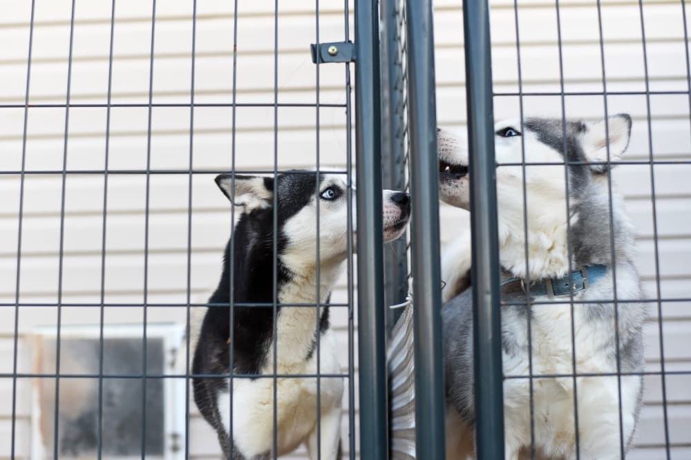 Sugar Land Animal Services investigation finds unauthorized euthanizations