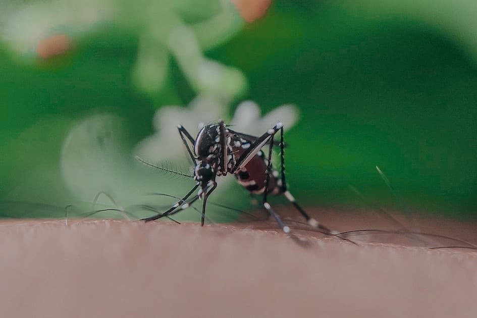 Officials respond to positive West Nile virus tests across Dallas