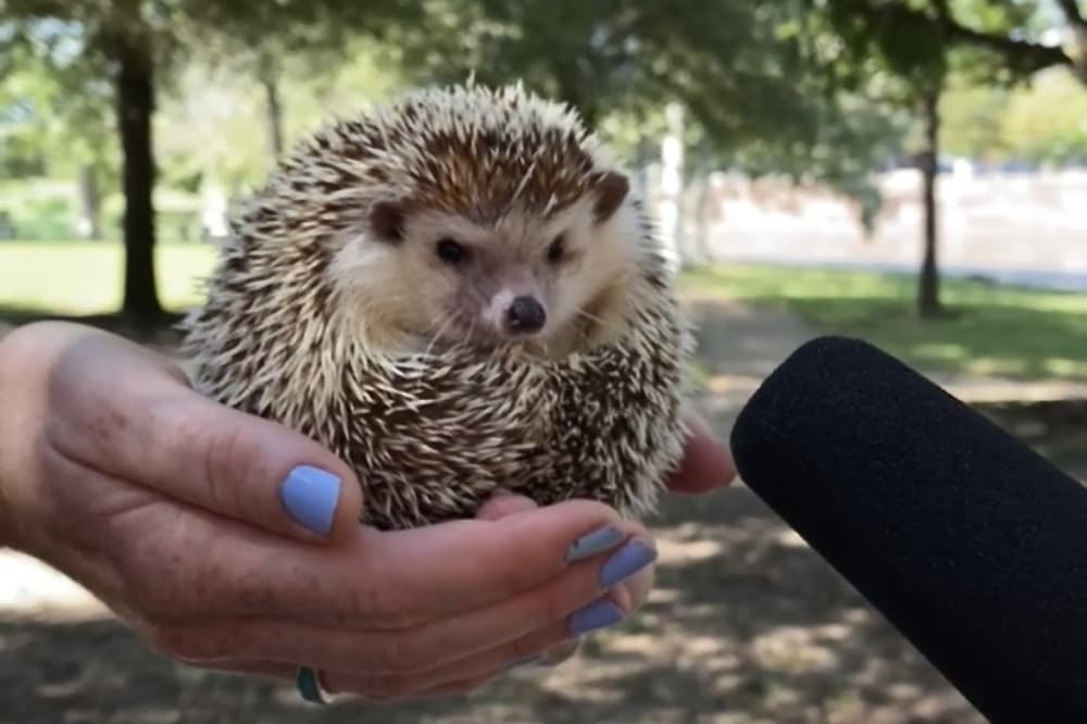 Tiny Tails to You brings joy of animals to Central Texas