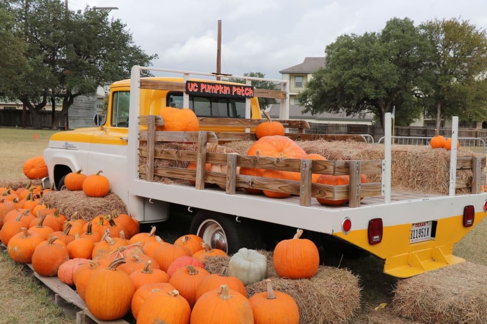 Universal City Pumpkin Patch opens Oct. 8