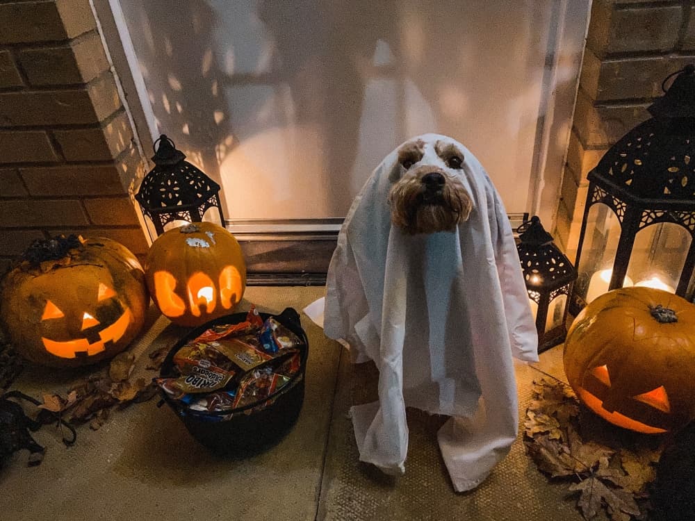 Garden Ridge market days to feature Halloween-themed kids activities, dog costume contest