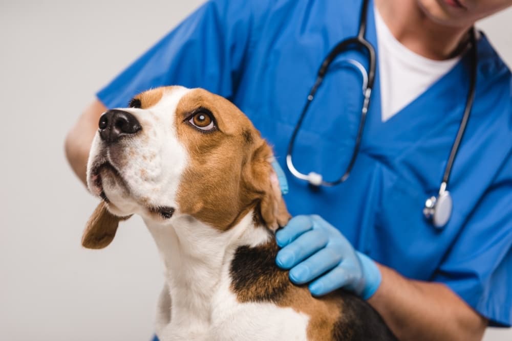 Towne Center Animal Hospital bringing pet care services back to Colleyville