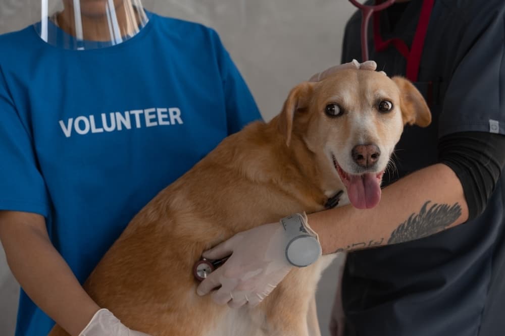 The Texas Wildlife Rehabilitation Coalition merges with Houston Humane Society