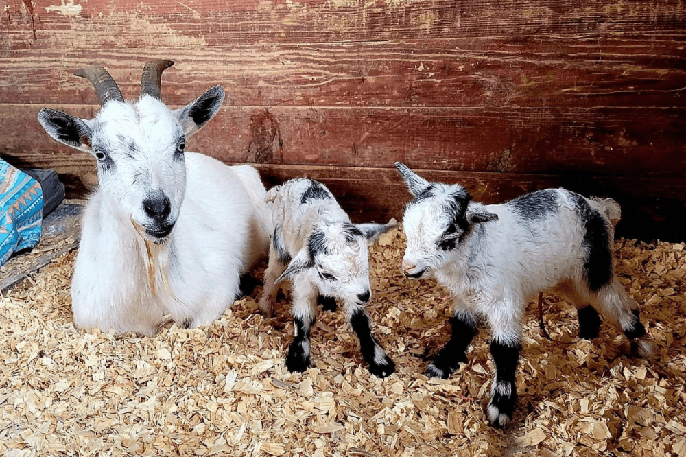 ROSE Therapeutic Farm & Goat Yoga in Brookshire expands property, services