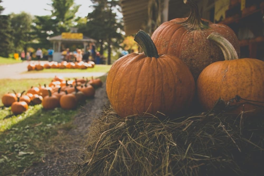 5 events to attend in Tomball this weekend, Oct. 15-16