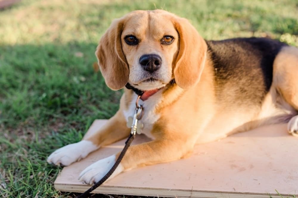 Sit Means Sit Fort Worth dog training classes coming to Keller