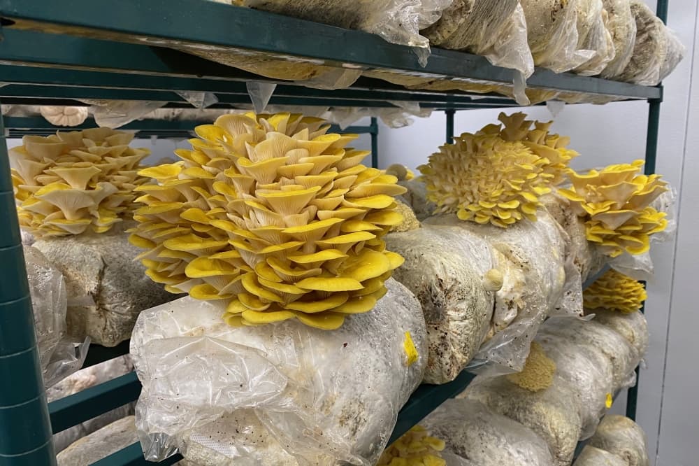 Smallhold shakes up the mushroom industry from Buda