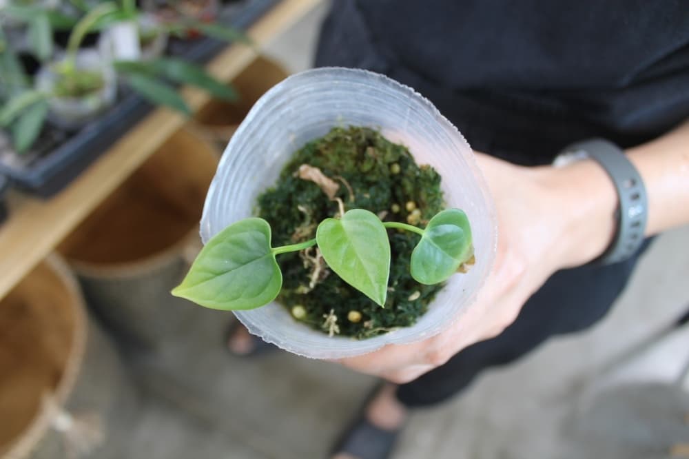 Anthurium veitchii, known as the “king anthurium,” starts small.