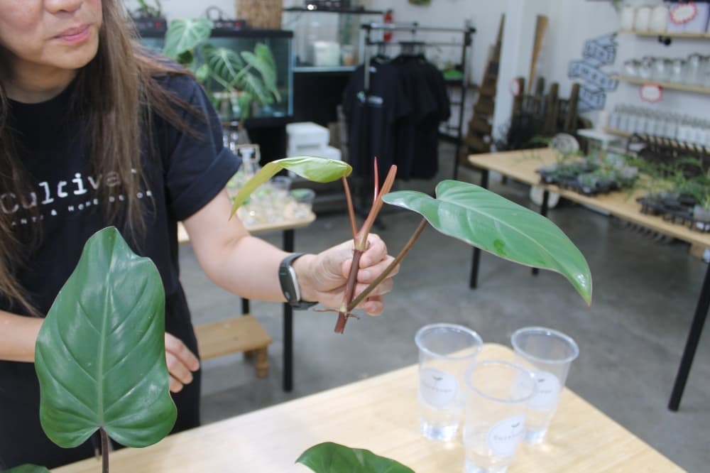 Marita grows more plants by propagating the ones she already has.