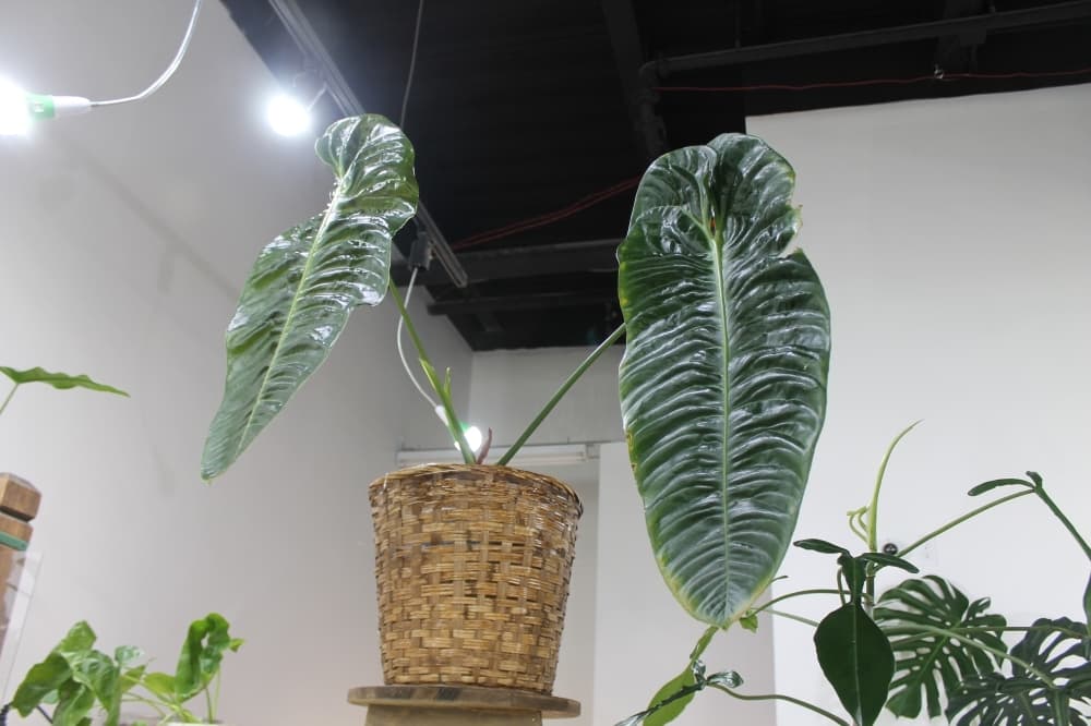 Leaves of a full-grown Anthurium veitchii plant can reach several feet in length.