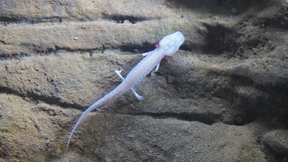 The Texas blind salamander, an endangered species, takes up residence at the Edwards Aquifer Authority Education Outreach Center. (Courtesy Edwards Aquifer Authority)
