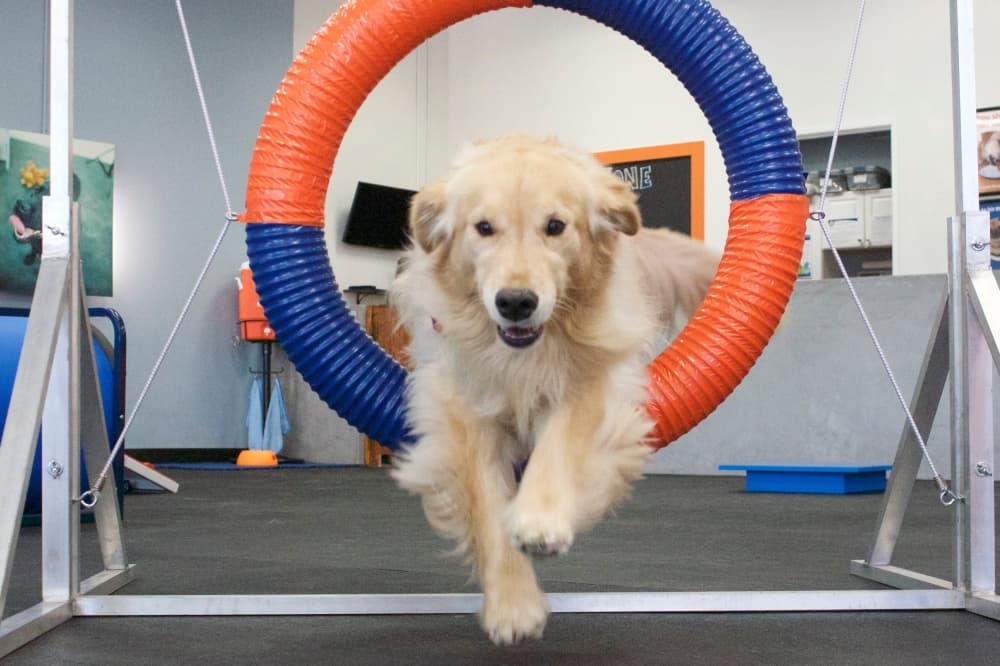 Zoom Room to provide dog training at new Plano location