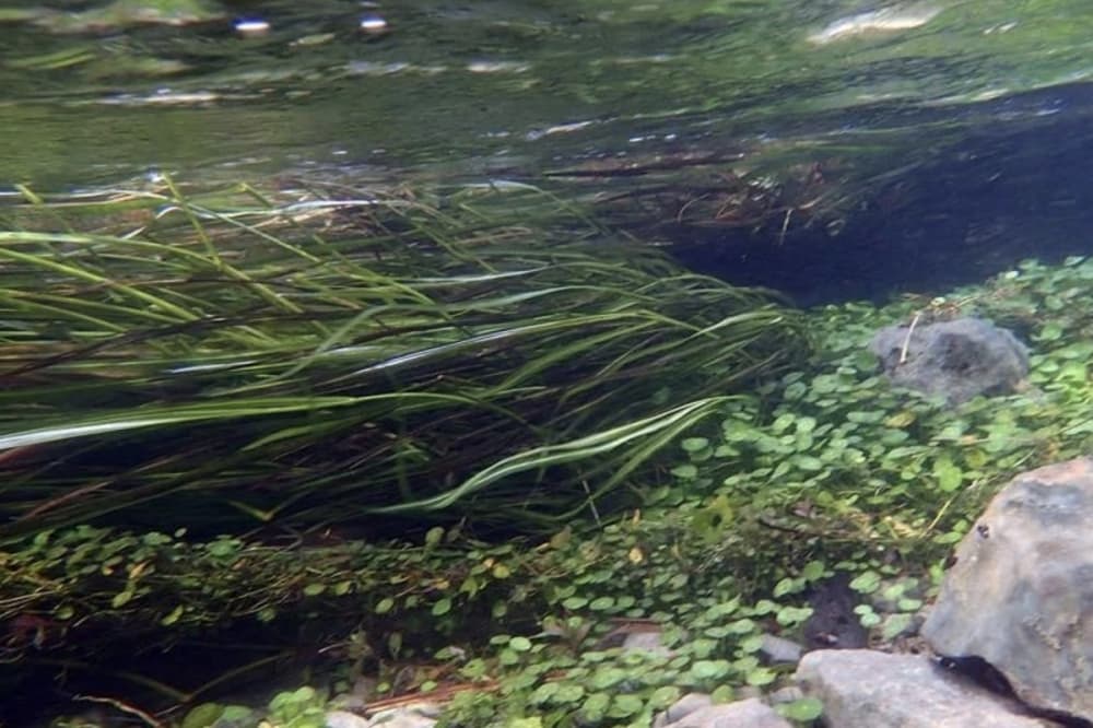 Edwards Aquifer Authority returns to Stage 3 pumping reductions