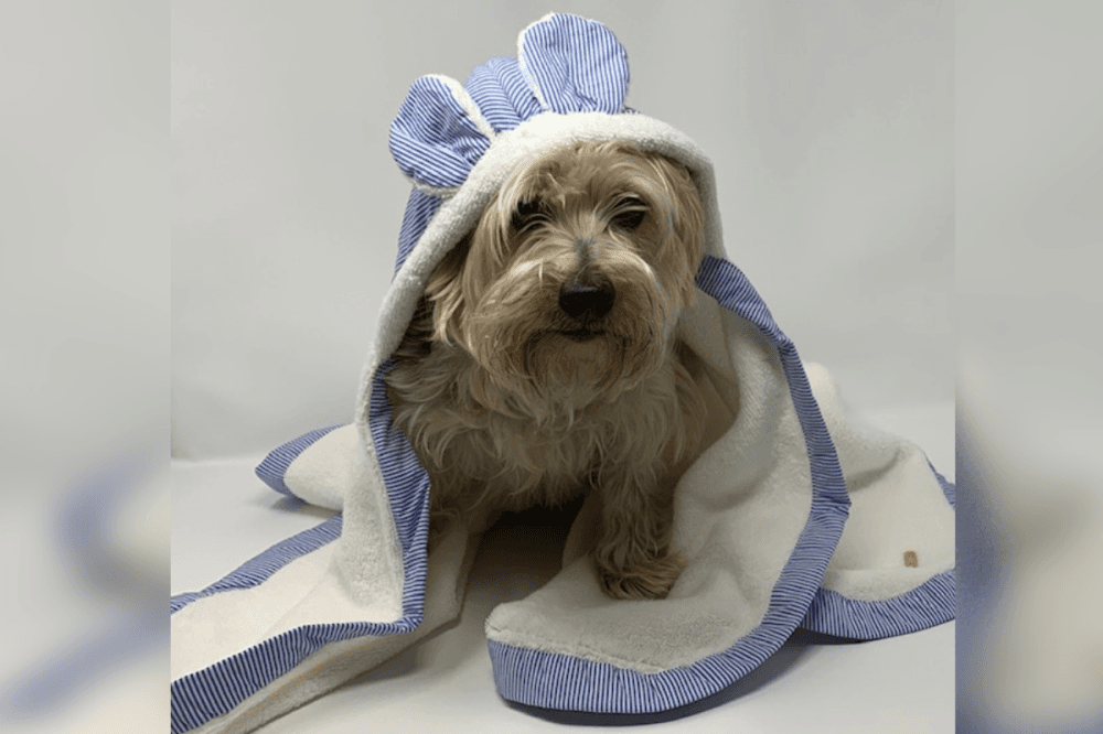 Pucci Cafe and Boutique offers spa products for pets, such as bathrobes, shampoos and deodorizing sprays. (Courtesy Pucci Cafe)