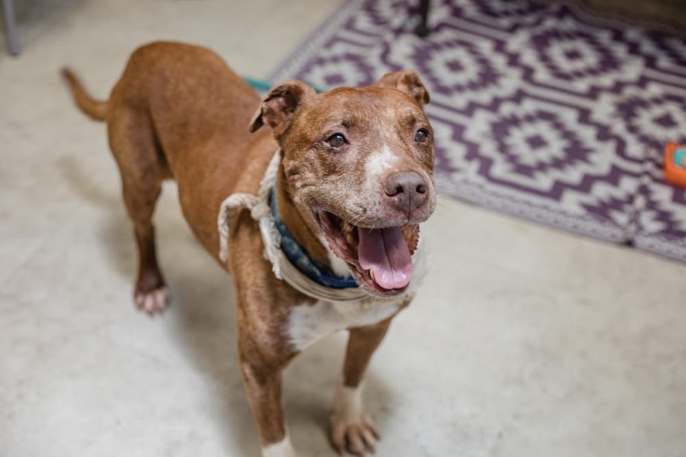 Richardson Animal Shelter in need of dog adoptions with kennel full