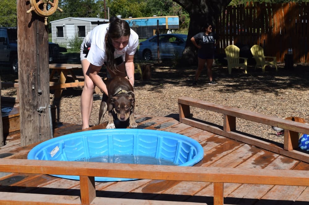 Watering Bowl staff member Trinity Perkins helps a dog into the pool. (Darcy Sprague/Community Impact) 