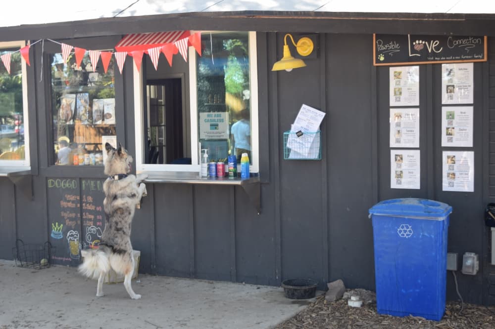 The Watering Bowl bar and dog park brings two-and four-legged friends together