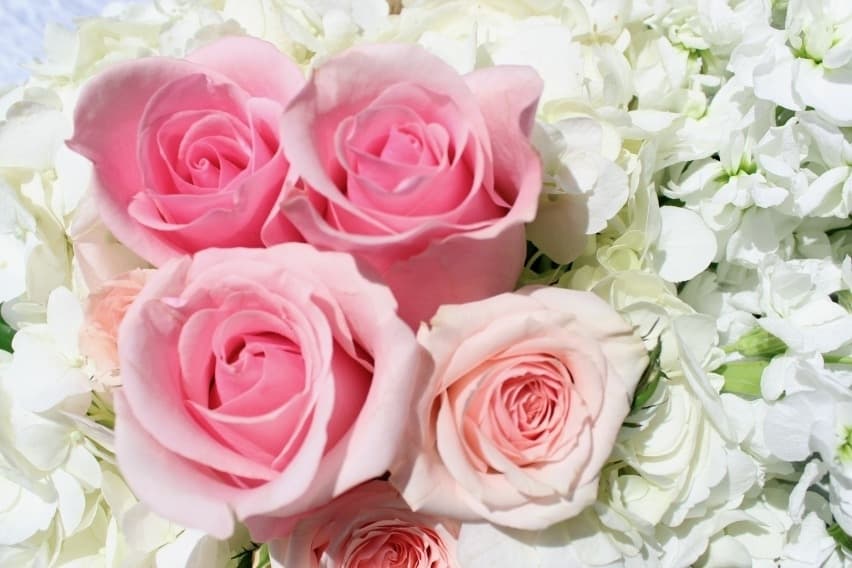 Frisco's Full Bloom stays rooted in flower power