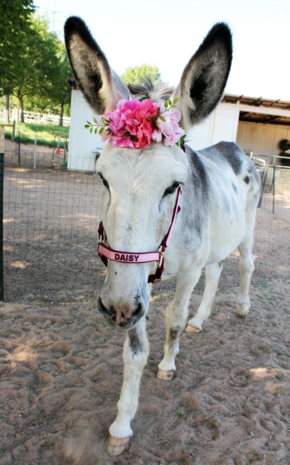 Loving Long Ears Donkey Therapy & Sanctuary.