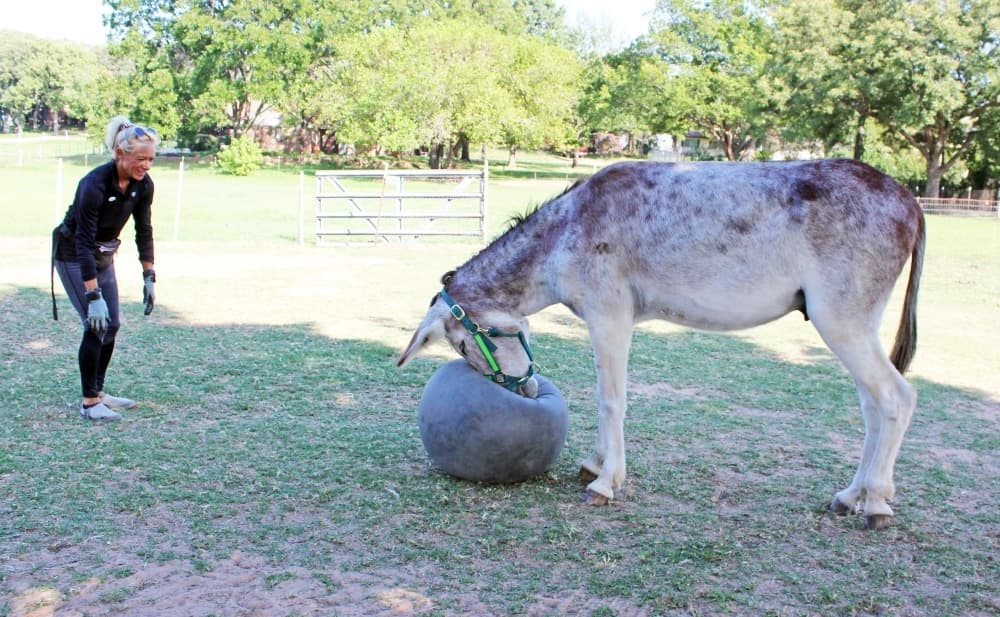 Loving Long Ears Donkey Therapy & Sanctuary.