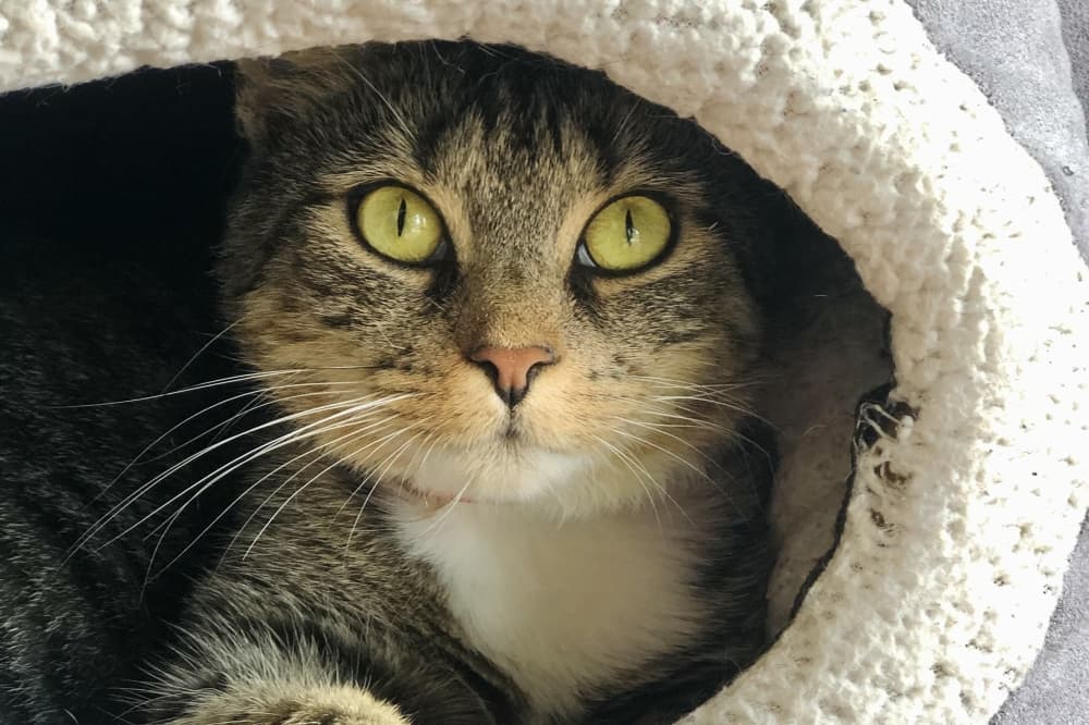 Austin Humane Society to celebrate 70th anniversary