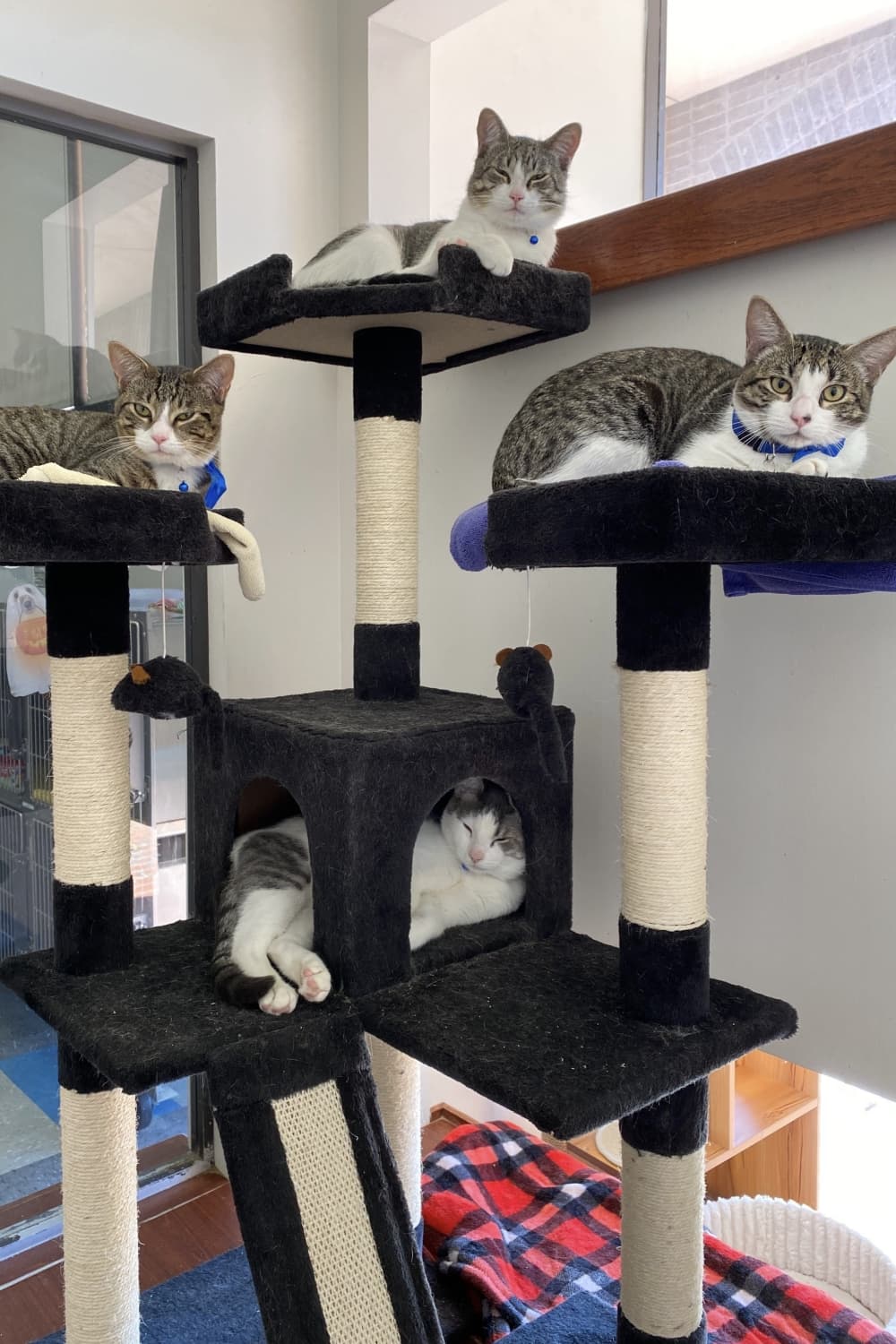 Four cats sitting on a play pen
