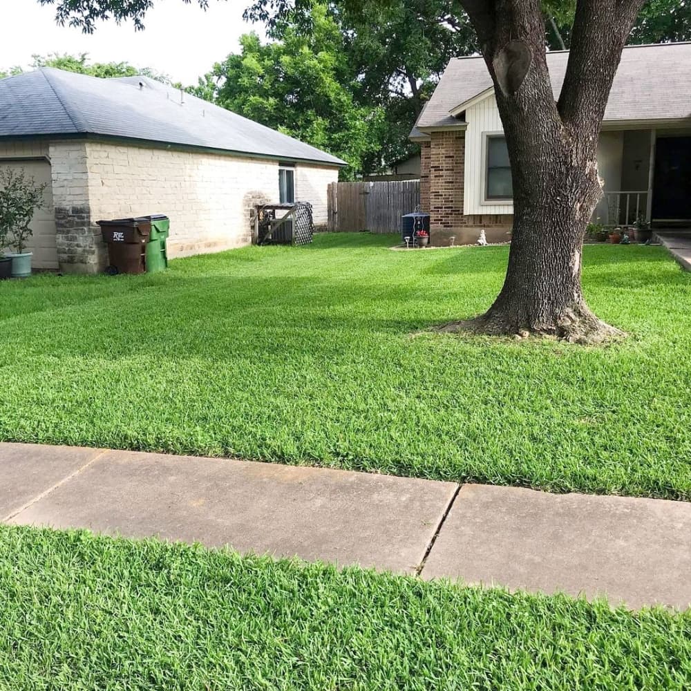 fresh cut lawn
