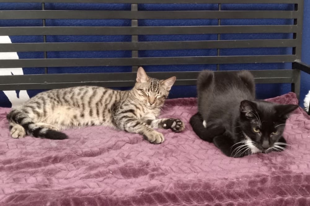 Georgetown area animal shelters face overcrowding amid staffing, funding concerns