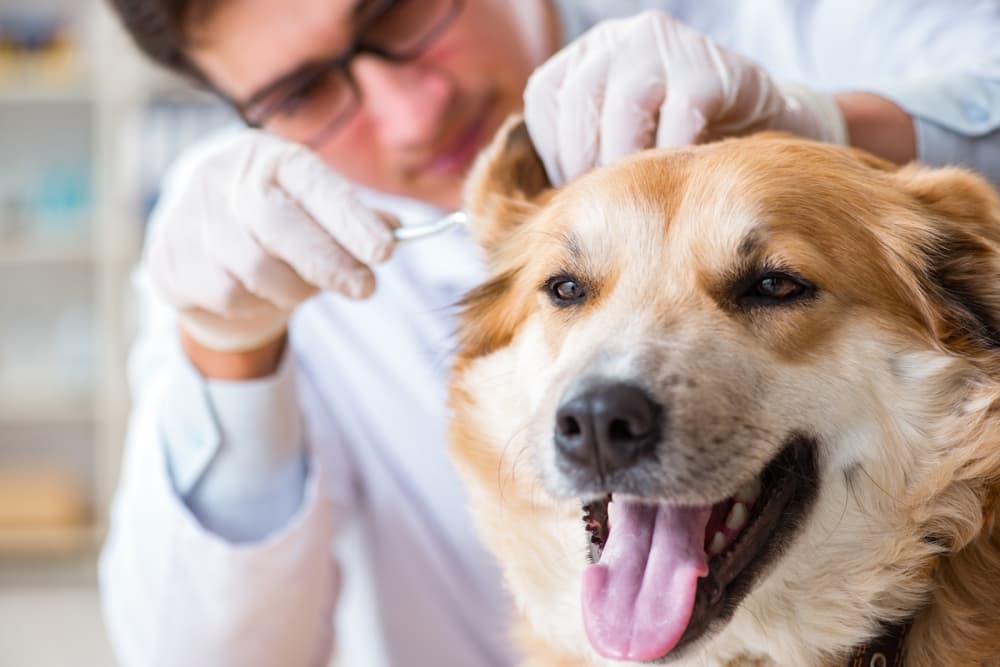 Veterinary Emergency Group offers 24/7 care to pets in Fort Worth