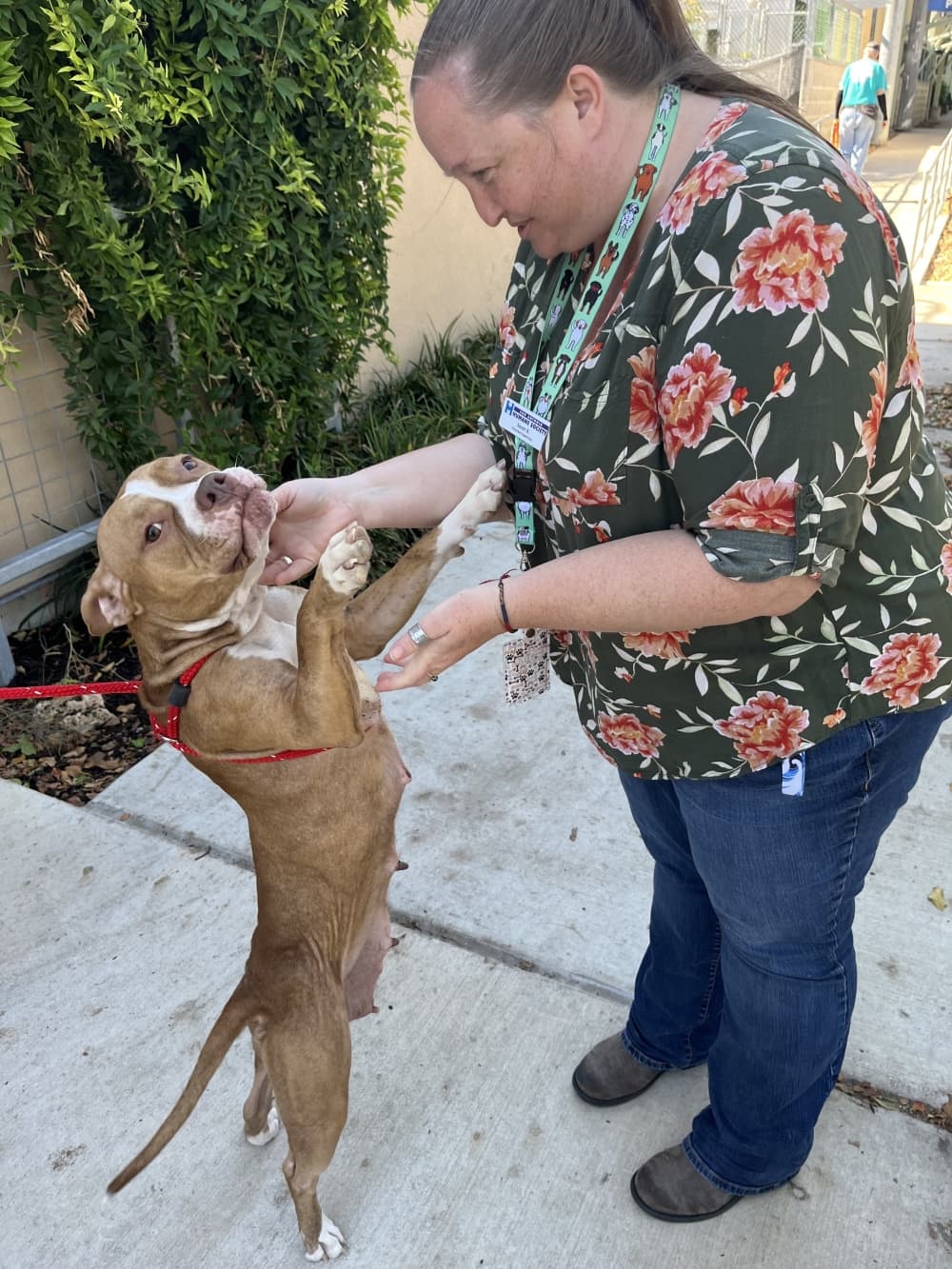 Sarah Rhin, San Antonio Humane Society volunteer supervisor, stops to visit with a dog as a volunteer takes him for a walk on the San Antonio Humane Society grounds in mid October. (Tricia Schwennesen/Community Impact)
