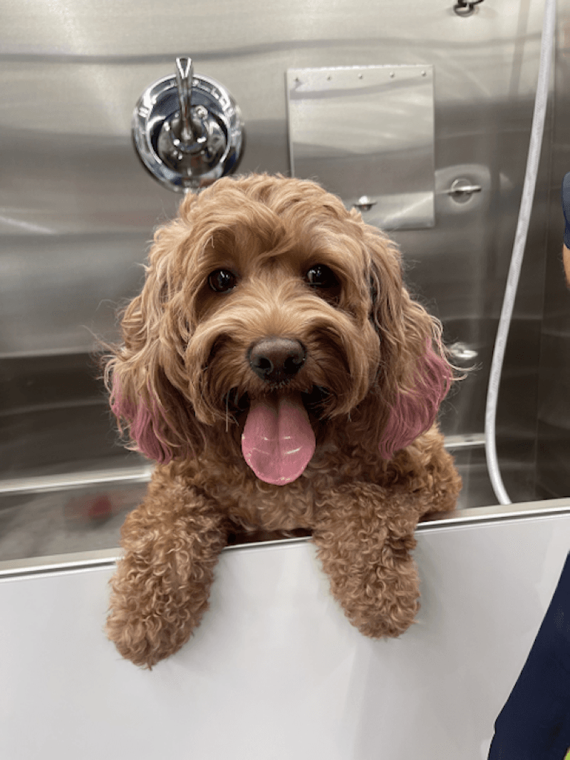 Furlosophy offers pet grooming services in New Braunfels