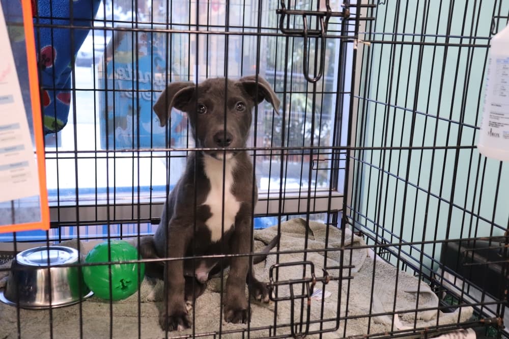 San Marcos ordinance regulating the retail sale of pets up in the air until 2023